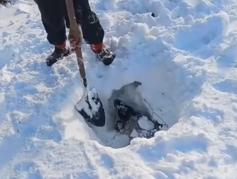 Brothers Tom, John and William and their nephew Billy Cunningham,  along with their sheep-farming neighbours, have been out rescuing sheep in the Galtee Mountains in recent days following the heaviest snowfall in the area for decades