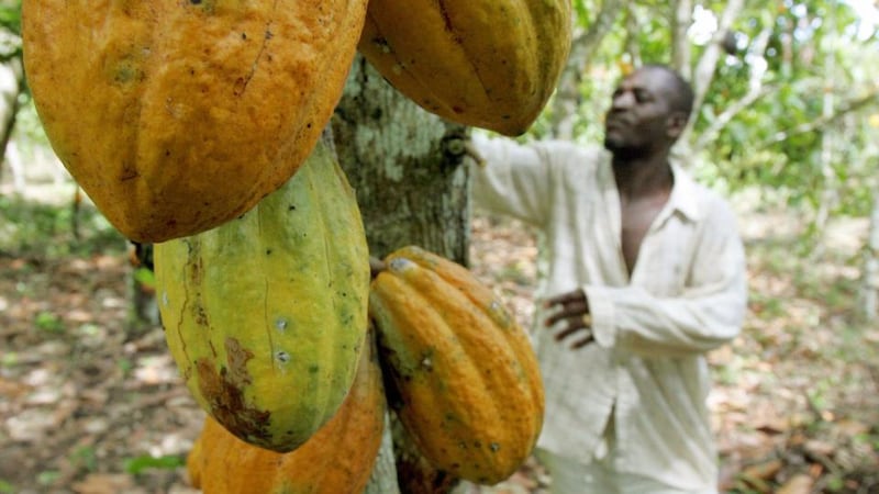 Take your pick: cacao fruit, whose seeds are turned into cocoa, on a cacao tree. Photograph: Issouf Sanogo/AFP/Getty