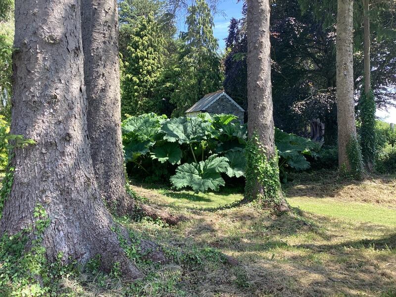 The roof of Martin Fitzgerald's summer house can just be seen amid the garden growth.