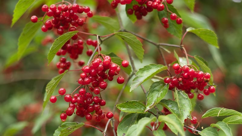 The scarlet berries of Viburum betulifoilium persist on the branches for many months Photograph: Richard Johnston