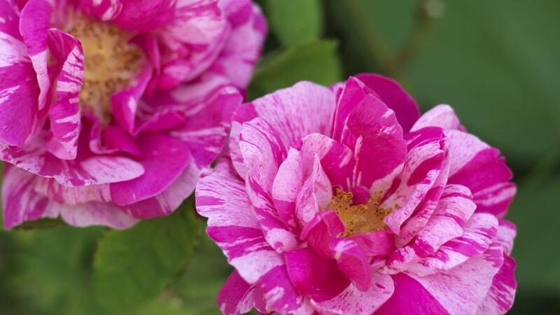 Rosa Galllica ‘Versicolor’ also known as R. ‘Rosa Mundi’. Photograph: Richard Johnston