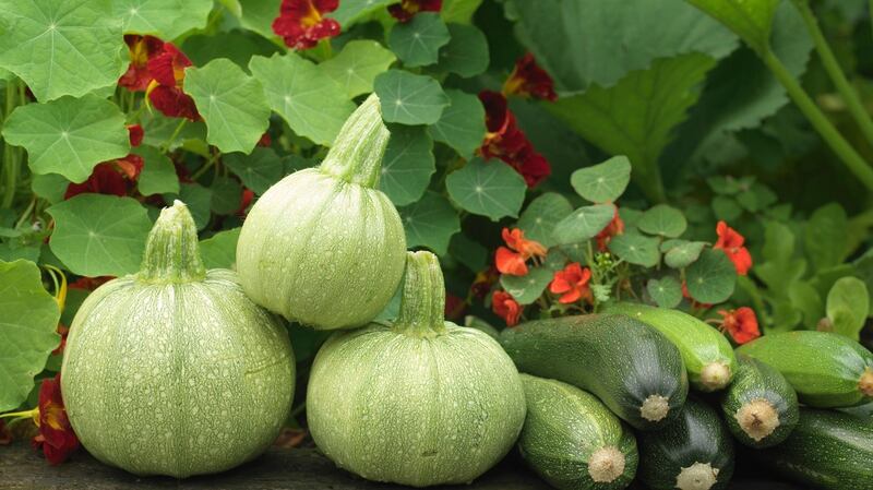 Freshly harvested courgettes sit next to nasturtiums in an Irish garden. Photograph: Richard Johnston