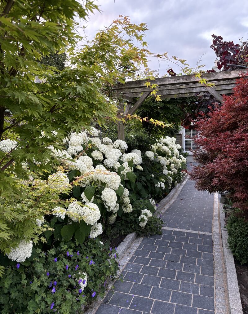 Hydrangeas in Peter O'Mahony's garden