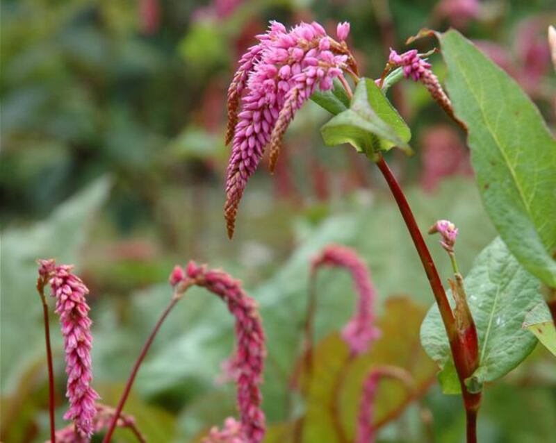 Persicaria ampleicaulis var pendula. Photograph: Liat Schurmann/Mount Venus Nursery