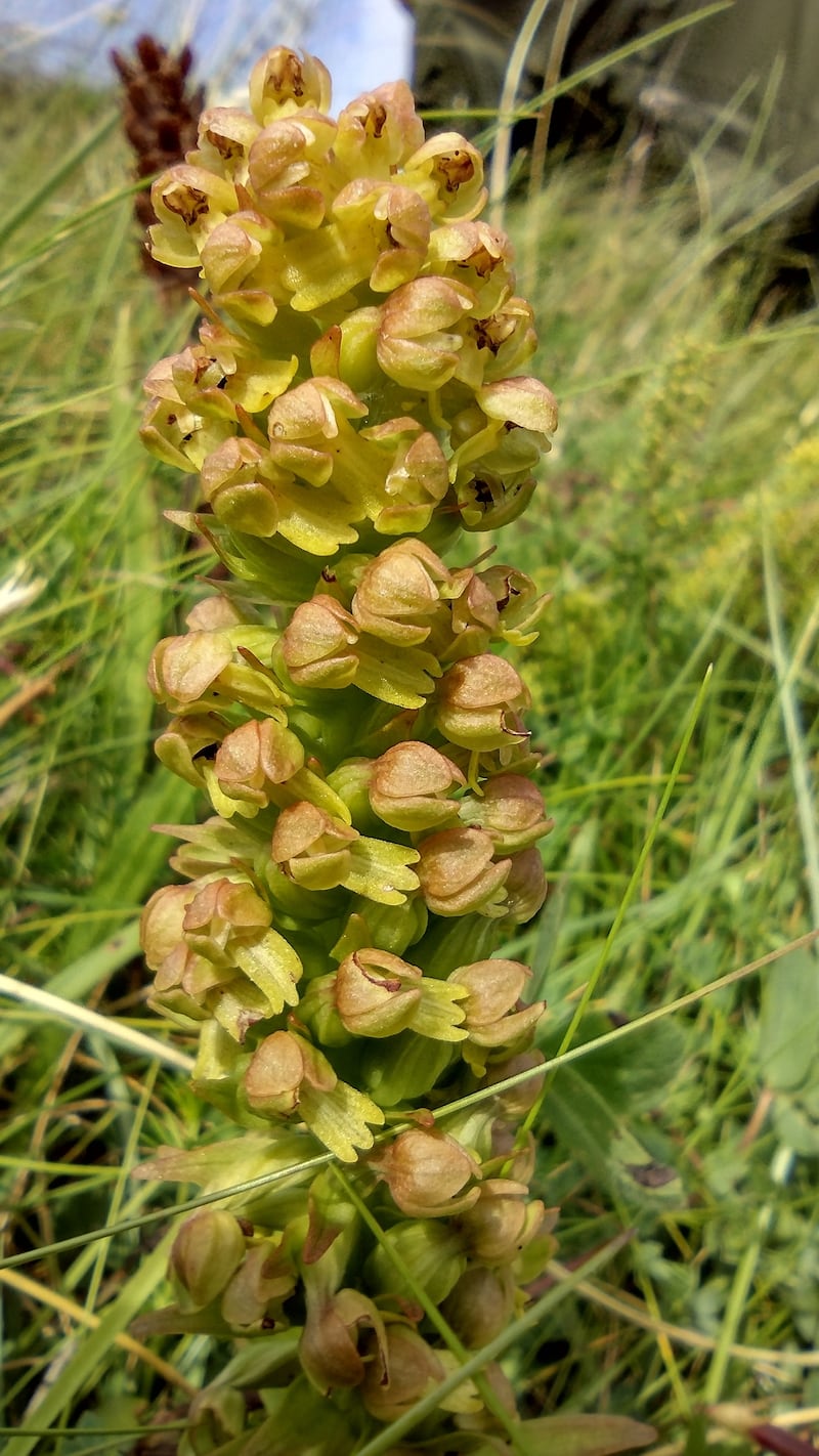 Frog orchid. Photograph supplied by Michael and Fionnbarr Cross