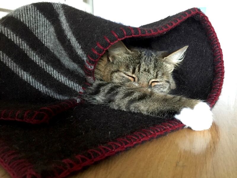 Blankets from Suzanna Crampton's Zwartbles sheep woven in Cushendale Woollen Mills in Kilkenny