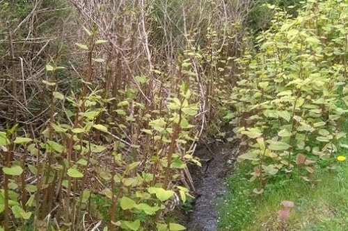 Mobile app developed to fight back against invasive plant species