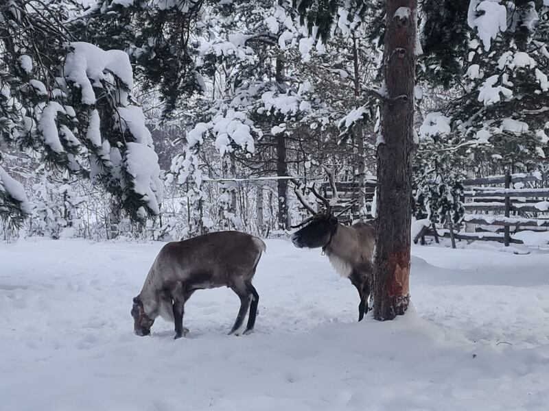 Reindeer in the Sámi village of Girjas, Sweden. Photograph: Naomi O'Leary