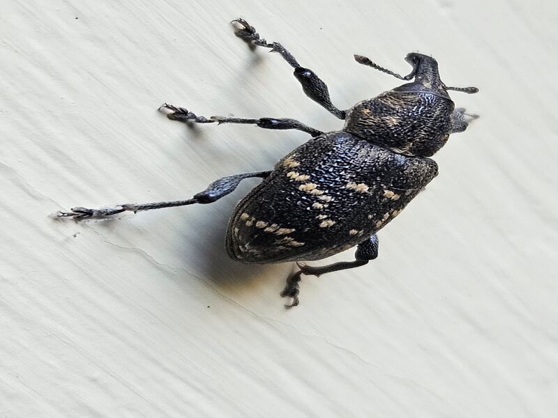 Large pine weevil, Photograph: John Duncan