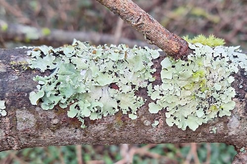 If this lichen is growing in your area, it means the air you breathe is clean