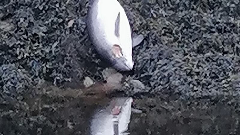 A dead porpoise on the banks of the River Dargle in Bray, Co Wicklow.