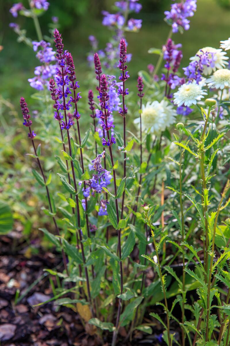 Herbaceous perennial Nepeta ‘Six Hills Giant’ is a classic variety of catmint