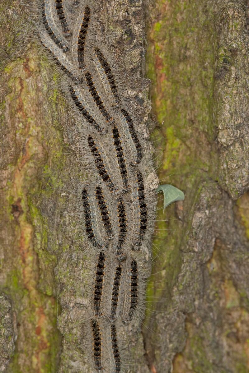 Oak processionary moth caterpillars forming a 'procession' on a tree trunk. Photograph: Alamy/PA