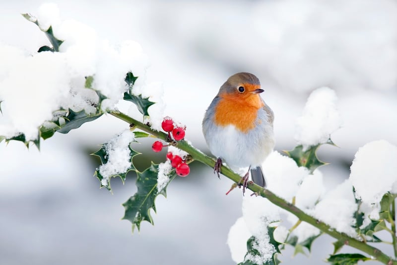 Try to regularly scrub down and clean bird feeders before refilling them to reduce the risk of disease. Photograph: Andrew Howe/iStock