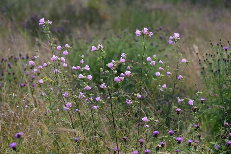 Wildflowers on the Bee Sanctuary. Photograph: Clare-Louise Donelan