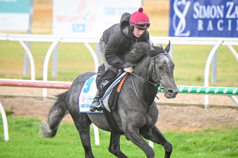 Valiant King during trackwork at Werribee Racecourse in Werribee, Australia. Photograph: Reg Ryan/Racing Photos via Getty Images