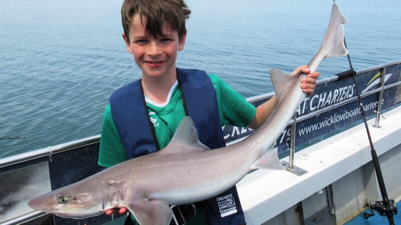 John Patrick Chew (12) with specimen smoothhound at Wicklow in 2017.