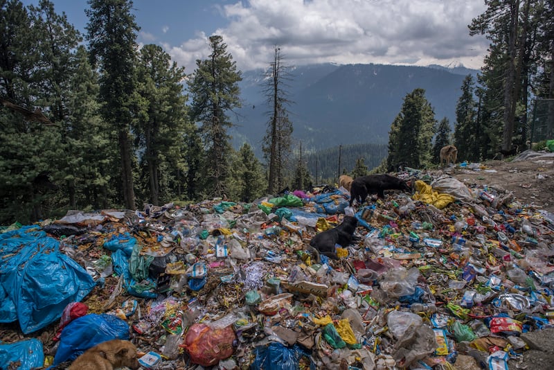 Stray dogs search for food amid tonnes of litter dumped in the Meadow of Flowers Gulmarg, India. Photograph: Yawar Nazir/Getty Images