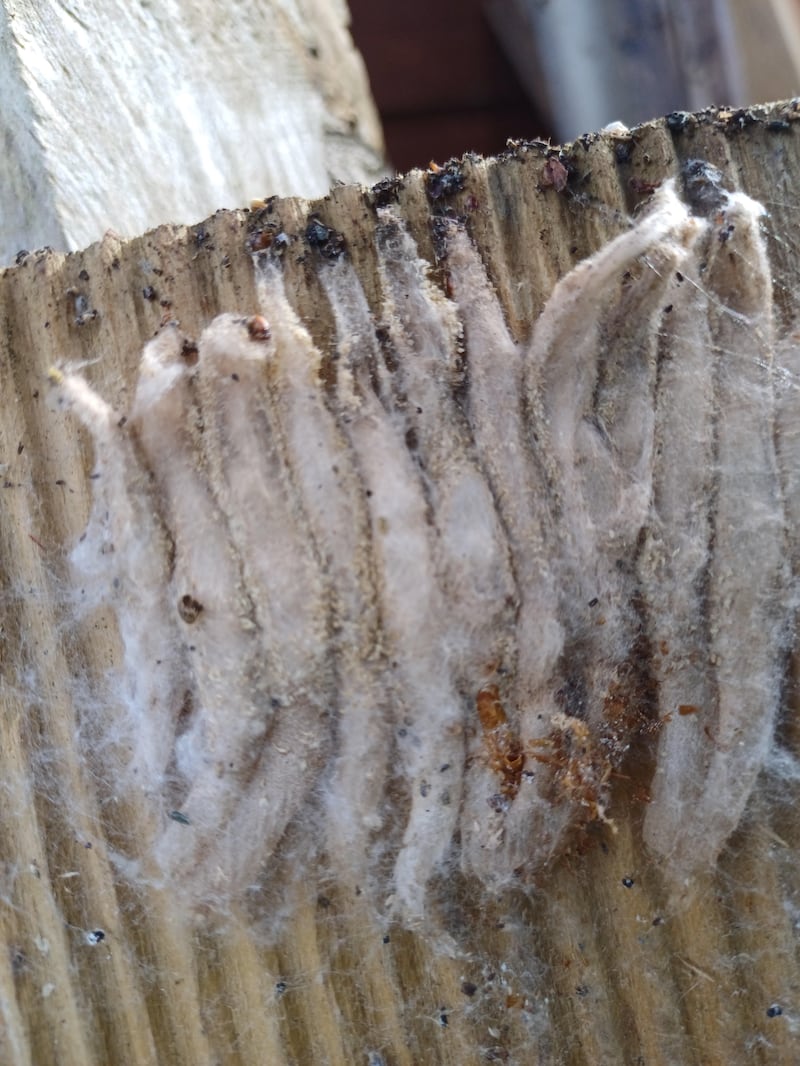 Bee moth cocoons. Photograph: Laurence Mc Giveren