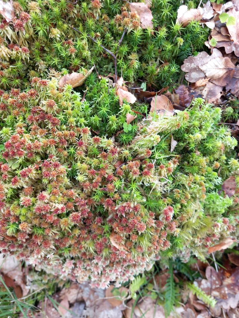 Sphagnum moss. Photograph supplied by Anne Toland