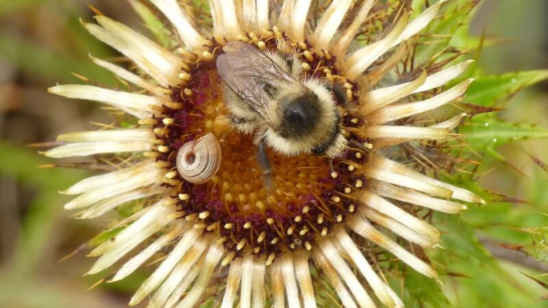 The Shrill Carder Bee. Photograph: John Breen