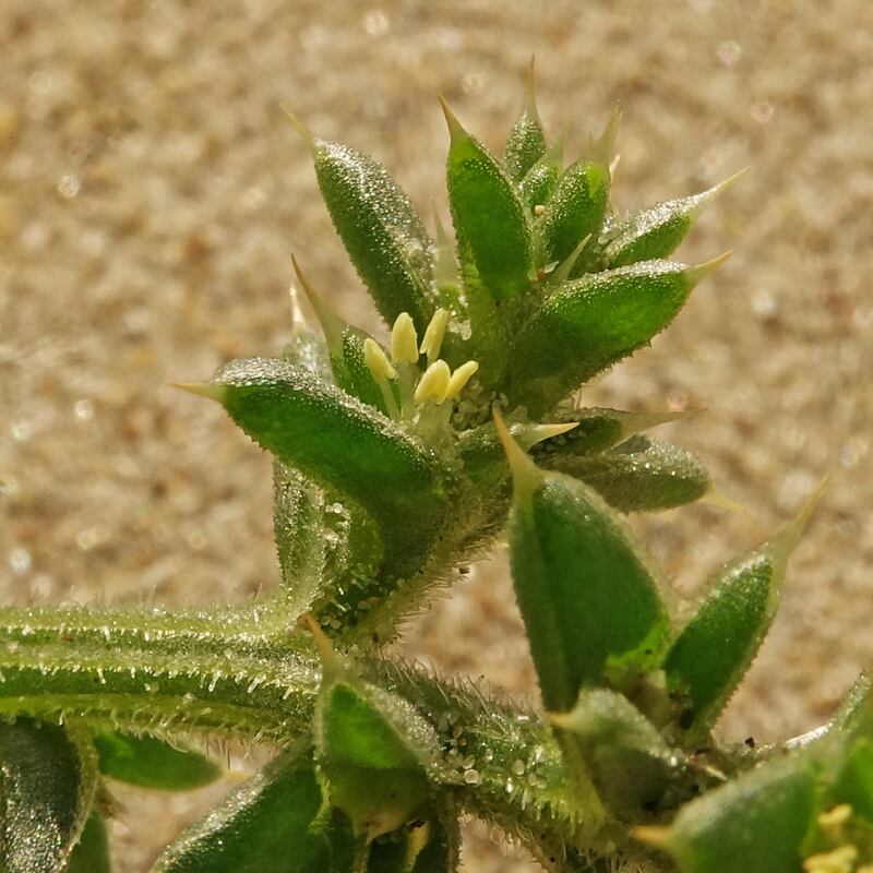 Surviving in a harsh beach environment: prickly saltwort and its tiny flowers at Raven Point. Photograph: Zoe Devlin