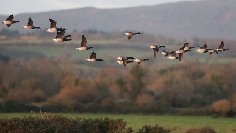 ‘The natural infrastructure of biodiversity, fundamental to mitigating risks of climate change and supporting our wellbeing, health and economy, is being eroded at an accelerating rate,’ said NBF chairwoman Prof Yvonne Buckley. File photograph: Nick Bradshaw