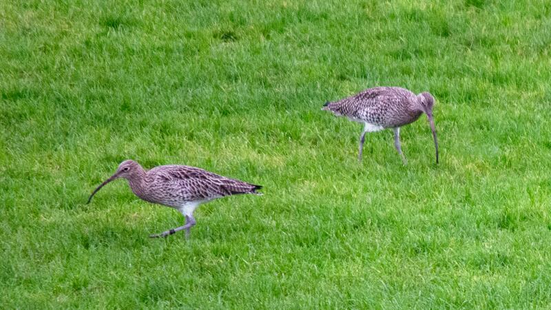 Curlews, supplied by Dermot Roantree