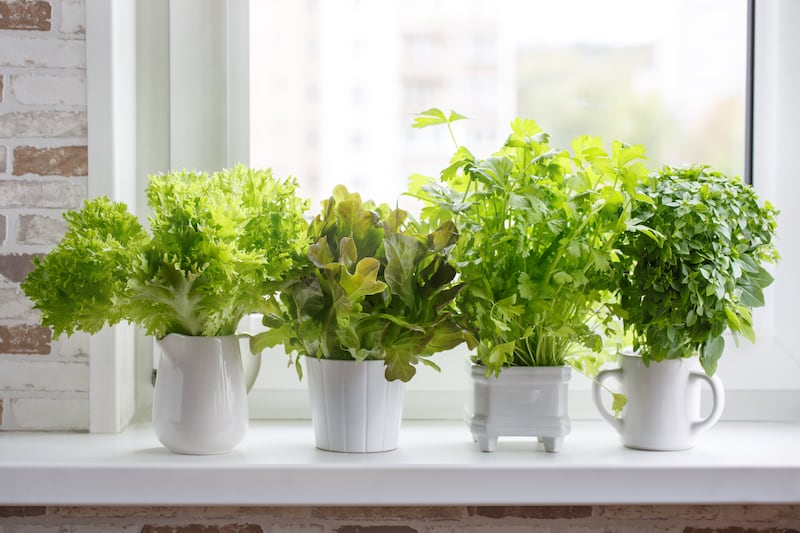  Living herb pots from the supermarket will thrive if you immediately repot them in larger containers.