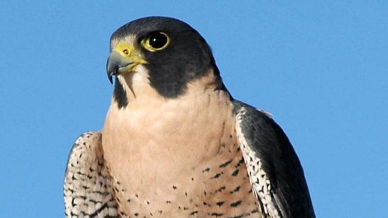 The number of peregrine falcons, which faced extinction in the 1950s and 1960s, has skyrocketed in recent years mainly due to the availability of nesting sites in high rise structures such as at Poolbeg.