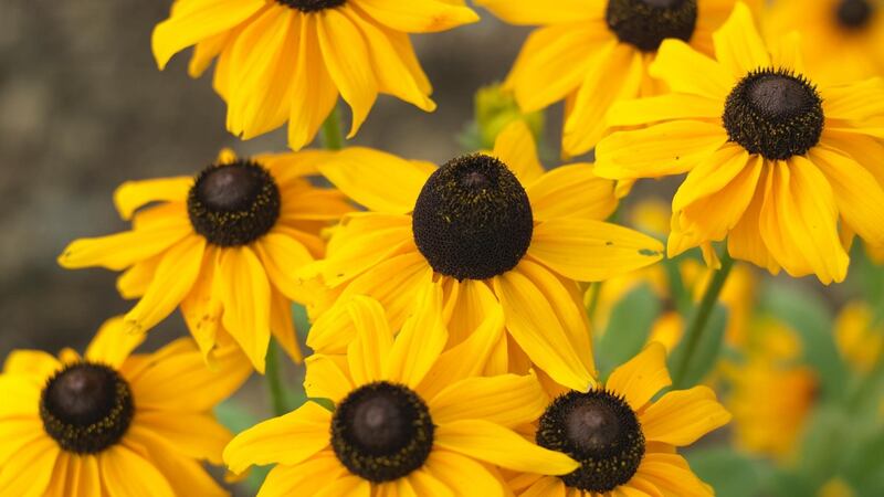 The late summer flowers of rudbeckia. Photograph:  Richard Johnston