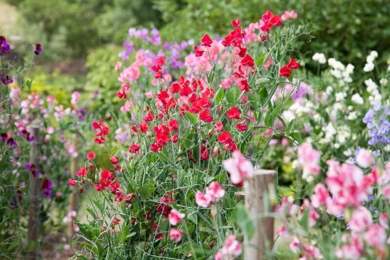 Sow seed of sweet pea this month to give vigorous, healthy, floriferous, early-flowering plants that can be planted out into the garden next March and will start flowering in June. Photograph: Andyd/Getty