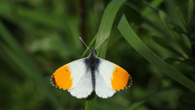 A newly emerged male orange-tip butterfly perched on a blade of grass.