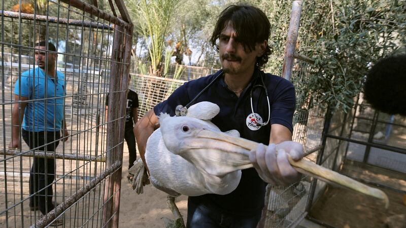 A member of Four Paws International team carries a pelican from a  zoo in Khan Younis in the southern Gaza Strip. Photograph:  Ibraheem Abu Mustafa/Reuters