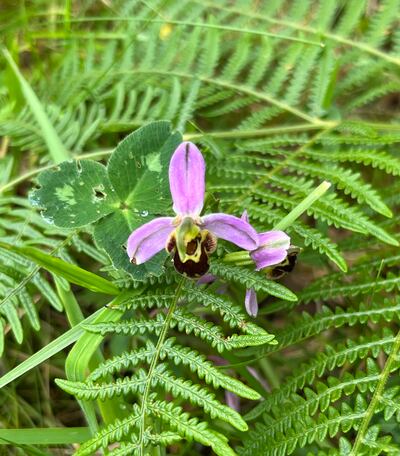 The rare Burren bee orchid. Photograph: Frank Russell