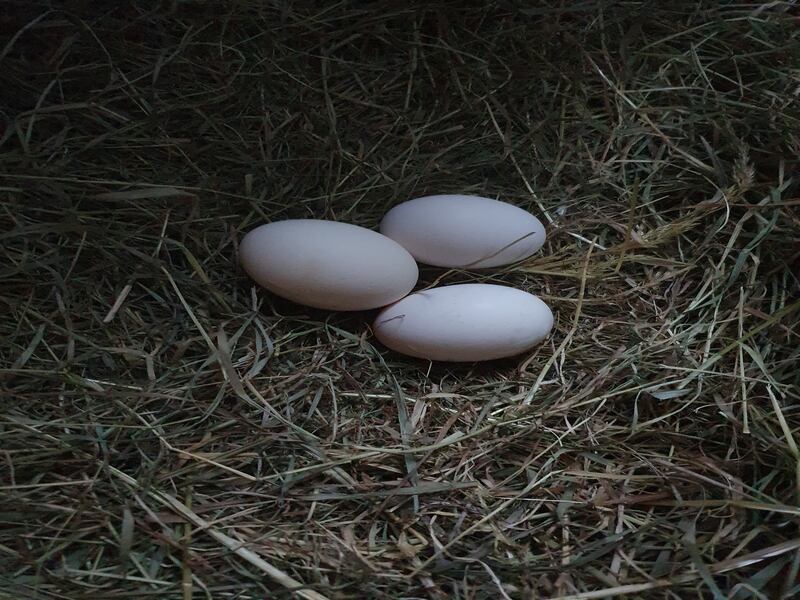 "The joy that people get when you hand them the eggs is unmatched"