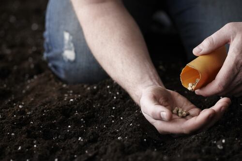 Secrets of growing from seed: 10 tips to get your garden going