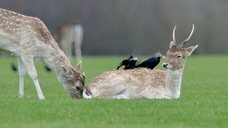 Crows help themselves to tufts of molting hair from Fallow Deer in Dublin’s Phoenix Park in recent days.  Photograph: Alan Betson/ The Irish Times