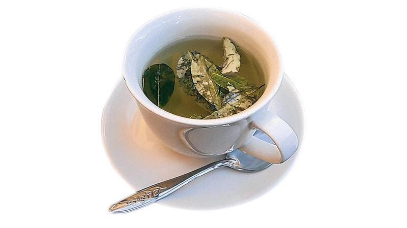 High-altitude tonic: coca tea, as served in Peru.