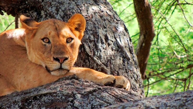 At 5.30 on the evening of November 11th, the peaceful Dublin suburb of Fairview was startled by a sound that might have come from the African jungle