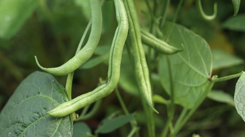 French beans growing in an Irish garden. Photograph: Richard Johnston