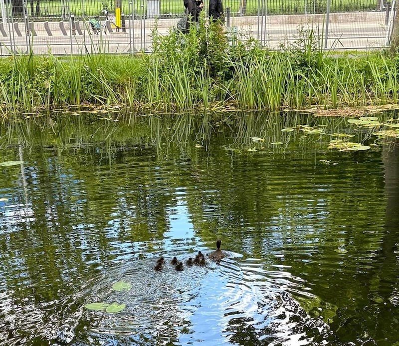 Mother duck and ducklings on  Dublin's Grand Canal