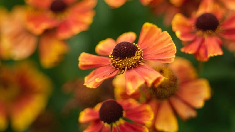 Heleniums, one of the starts of the late summer/early autumn garden are a good candidate for the Chelsea Chop. Photograph: Richard Johnston