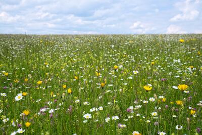 Native species positively thrived in the old system of late cutting of grassland from mid to late summer, but these things have declined in the name of agricultural improvement. Westend61/Getty Images