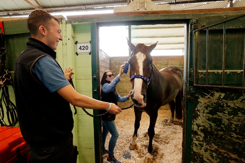 James Rochford and Tanya Bourke preparing Irish Draught prospect Earl.  Photograph: Alan Betson