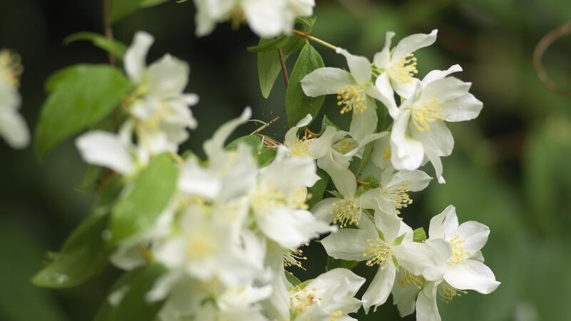 Each season has its own scented stars; some of the floral greats of the summer garden include lavender, buddlejia, nicotiana, jasmine, sweet pea, roses, and philadelphus (above).  Photo Credit Richard Johnston