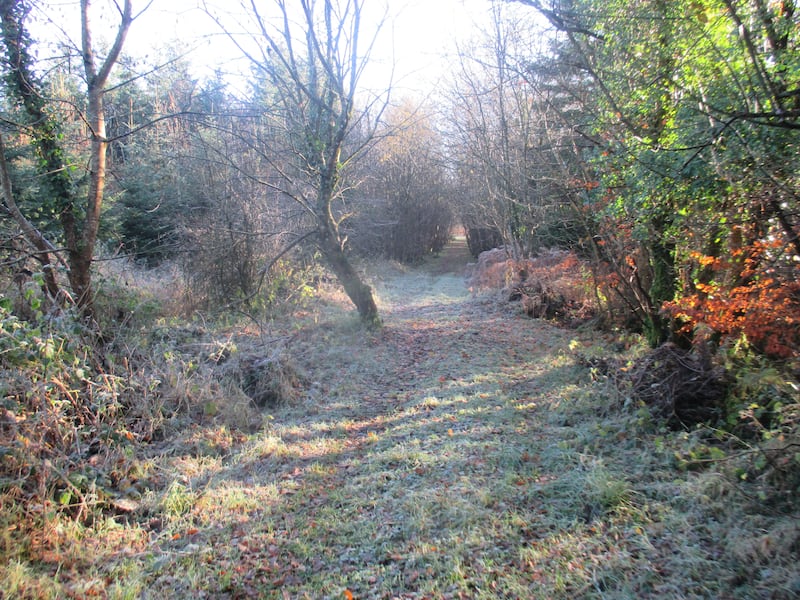 A frosty morning on Collins Loop, Abbeyleix.