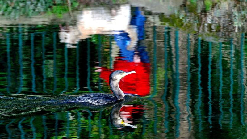 A cormorant glides along the Dodder river while a dog walker passes by in the sunshine. File photograph: Cyril Byrne