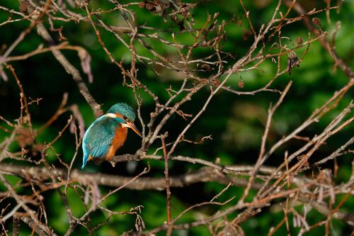 This is Your River: A film underlining importance of the Dodder in the heart of Dublin