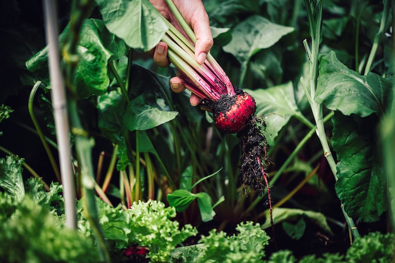 When buying young vegetable transplants from garden centres, just make sure to avoid any that look stressed. Photograph: Getty Images